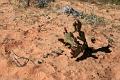 14-Valley of Fire 0025